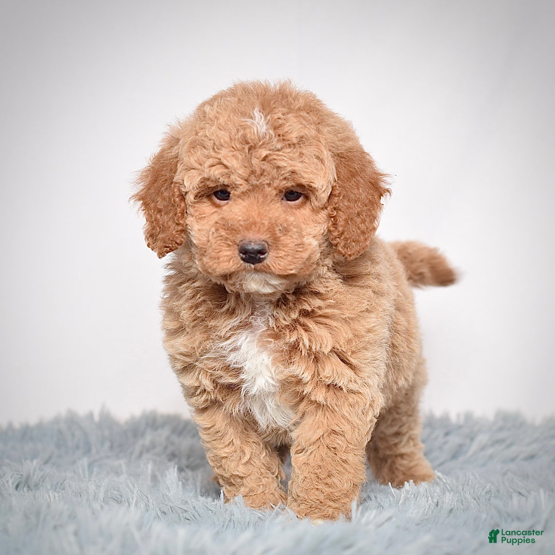 Mini Goldendoodle dogs for sale: Mr. Ozzie - Ad 7