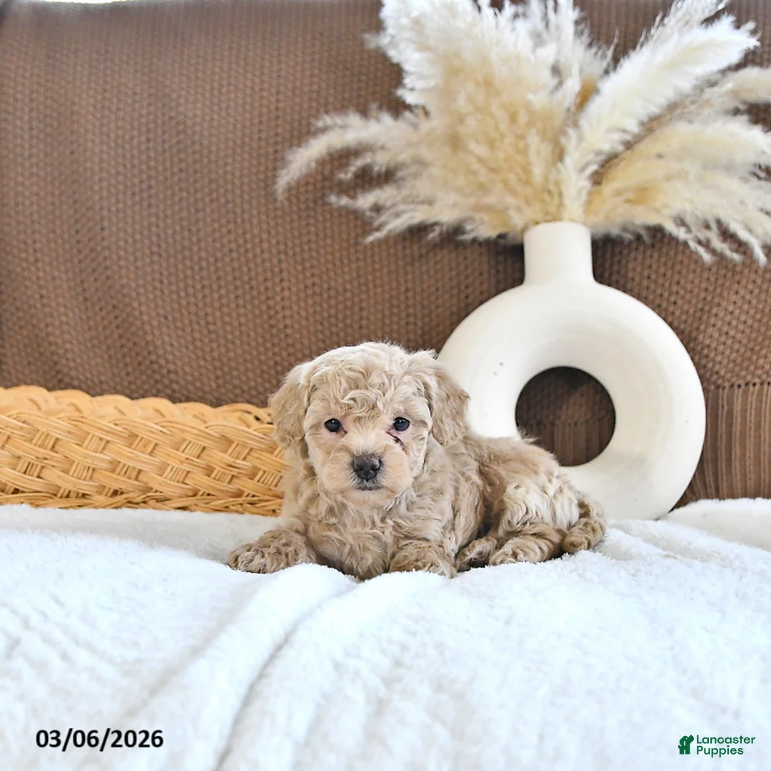 Toy Poodle dogs for sale: Lucy - Ad 2