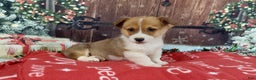 Welsh Corgi Pembroke dogs for sale: Welsh Corgi Pembroke Puppy 2 - Ad 5