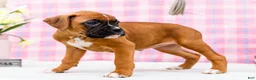 Boxer dogs for sale: Minnie - Ad 10