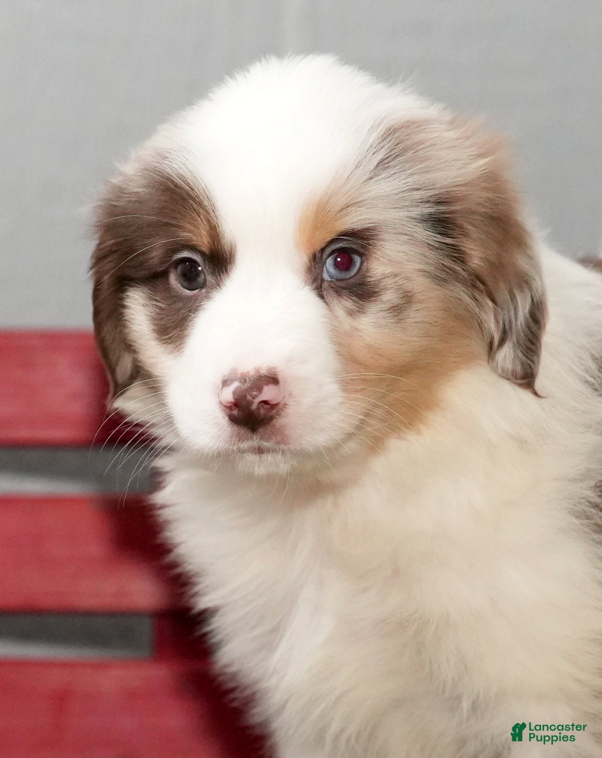 Miniature Australian Shepherd dogs Dexter - Ad 40
