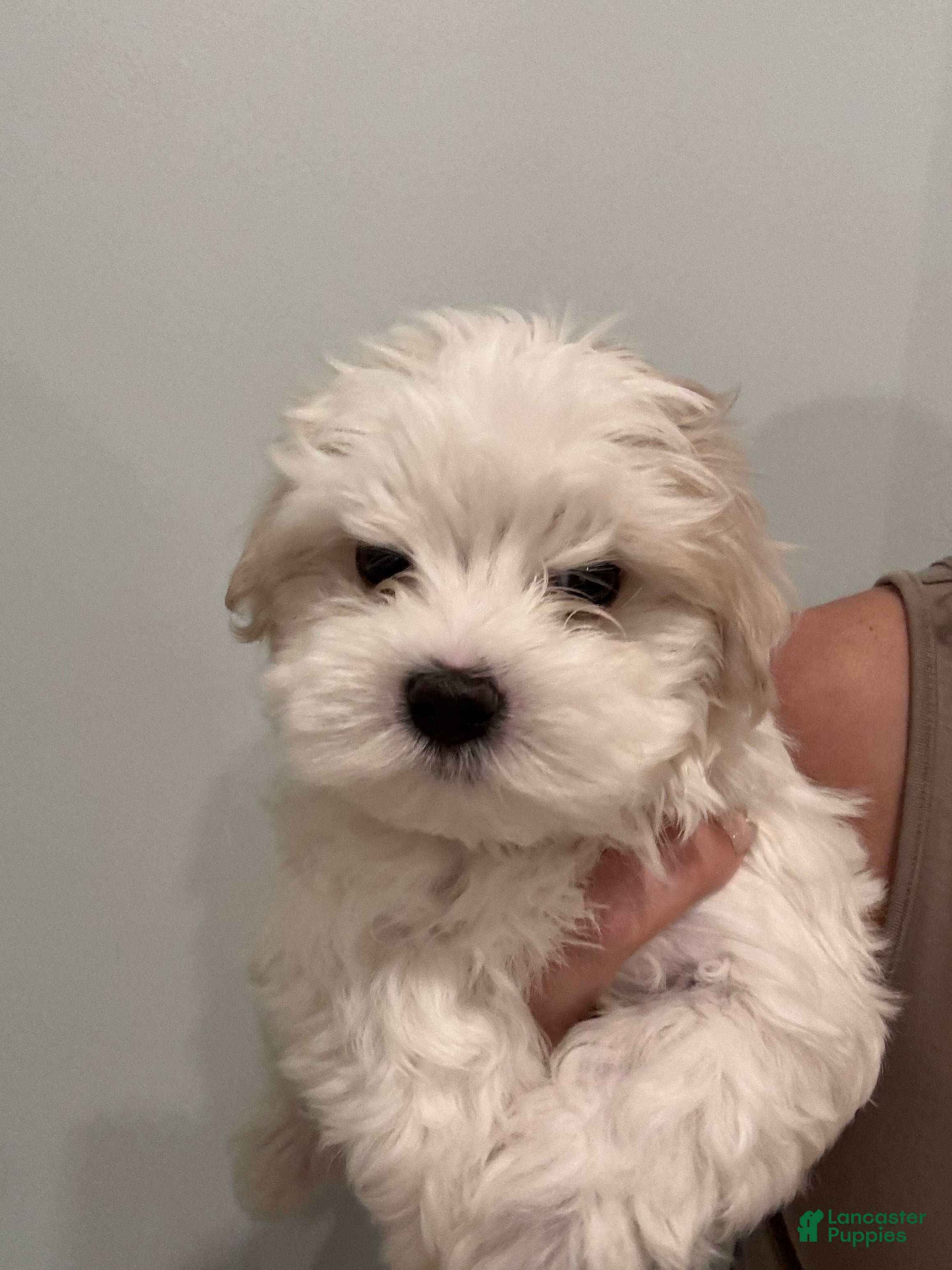 Maltese dogs Winter - Ad 41