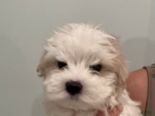 Maltese dogs Winter - Ad 26