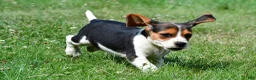 Beagle dogs for sale: Piper - Ad 9