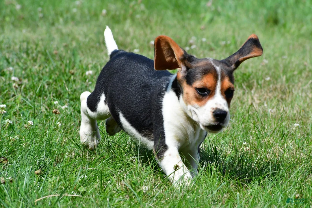 Beagle dogs for sale: Piper - Ad 9
