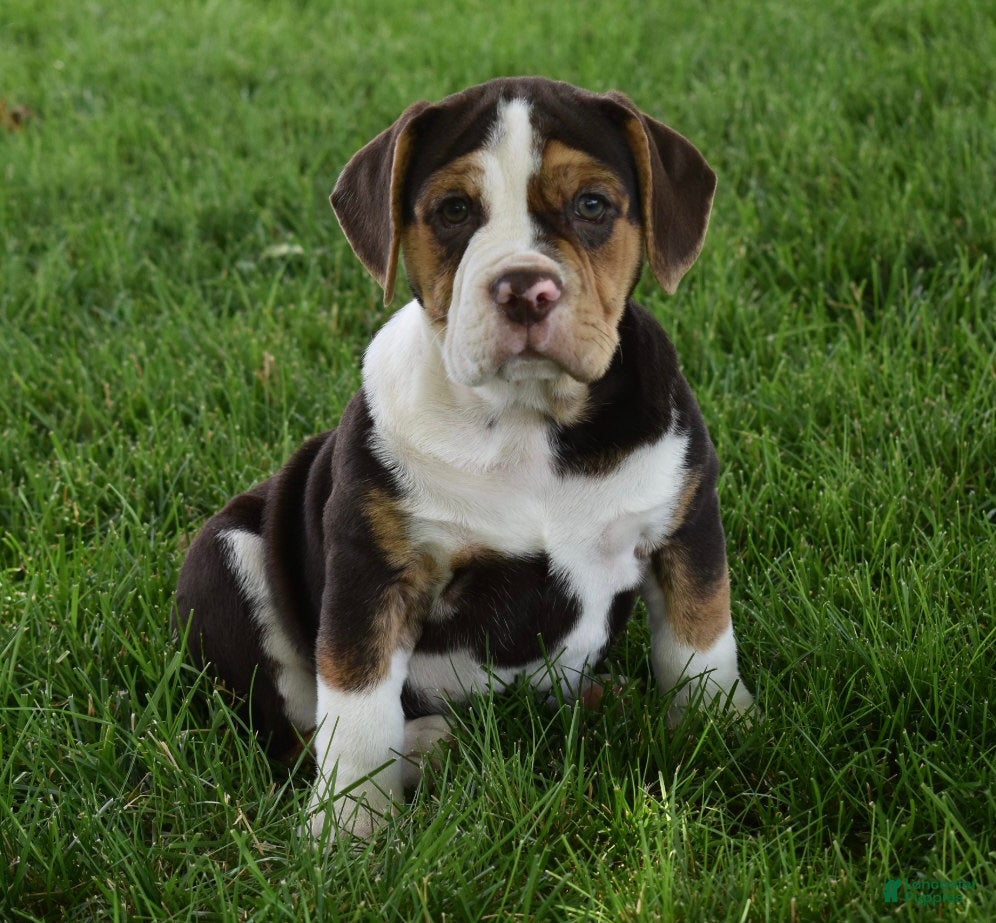 Beabull dogs Biscuit  - Ad 2