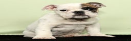 English Bulldog dogs for sale: Holly - Ad 1