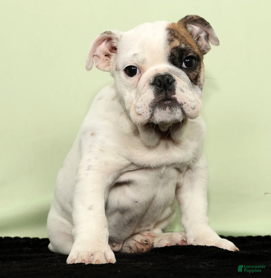 English Bulldog dogs for sale: Holly - Ad 1