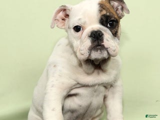 English Bulldog dogs Holly - Ad 23