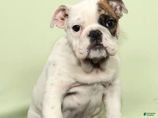 English Bulldog dogs Holly - Ad 1