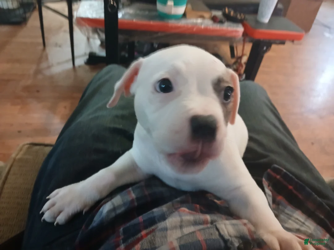 American Bulldog dogs for sale: Trudy - Ad 1