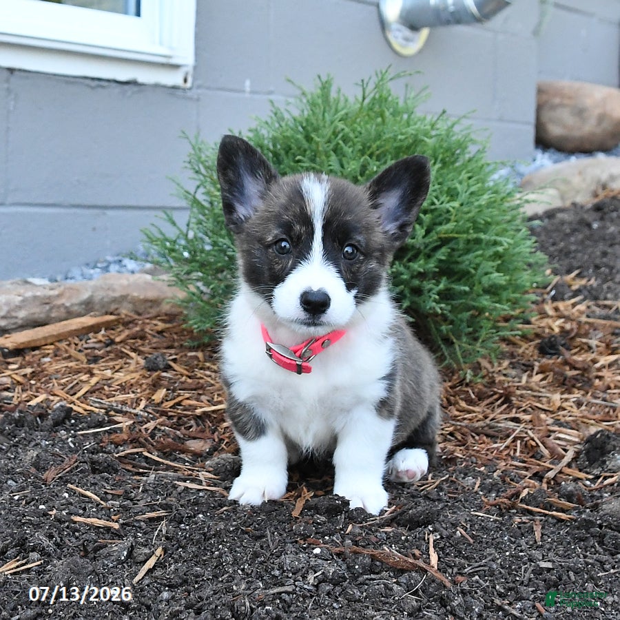 Welsh Corgi Pembroke dogs Pepsi - Ad 1