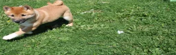 Shiba Inu dogs for sale: Fox - Ad 9