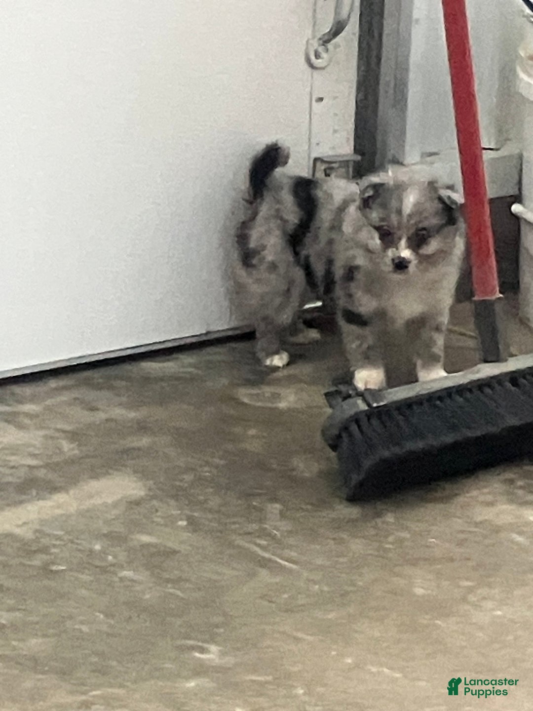 Mixed Breed dogs for sale: Jenny - Ad 4