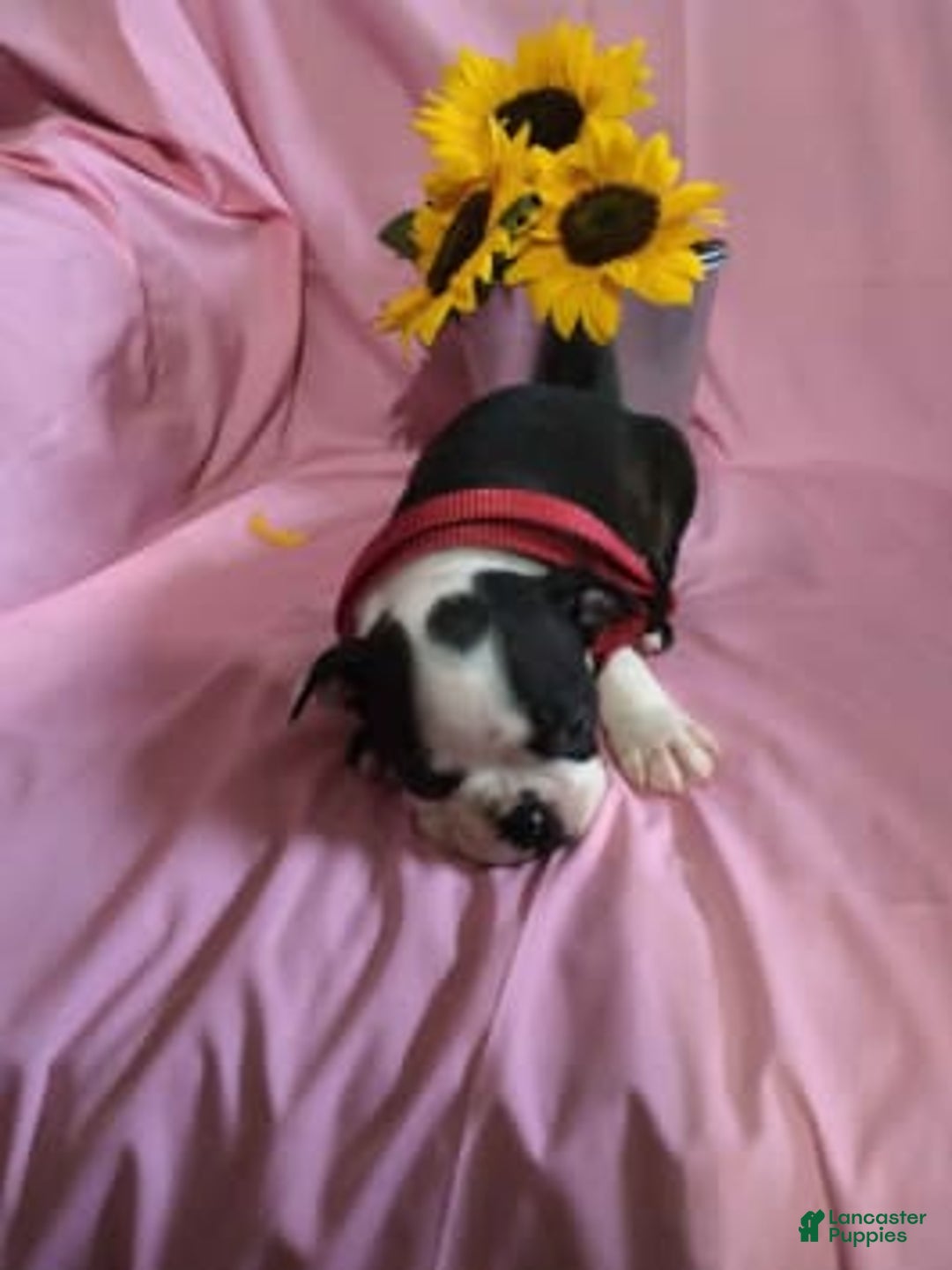 Gallery Image {{count}}