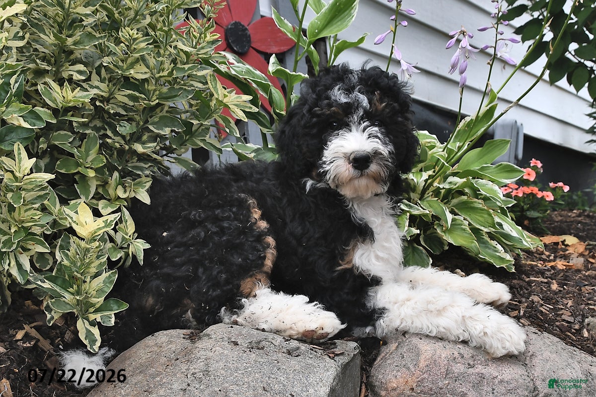 Mini Bernedoodle dogs Moonshine - Ad 2