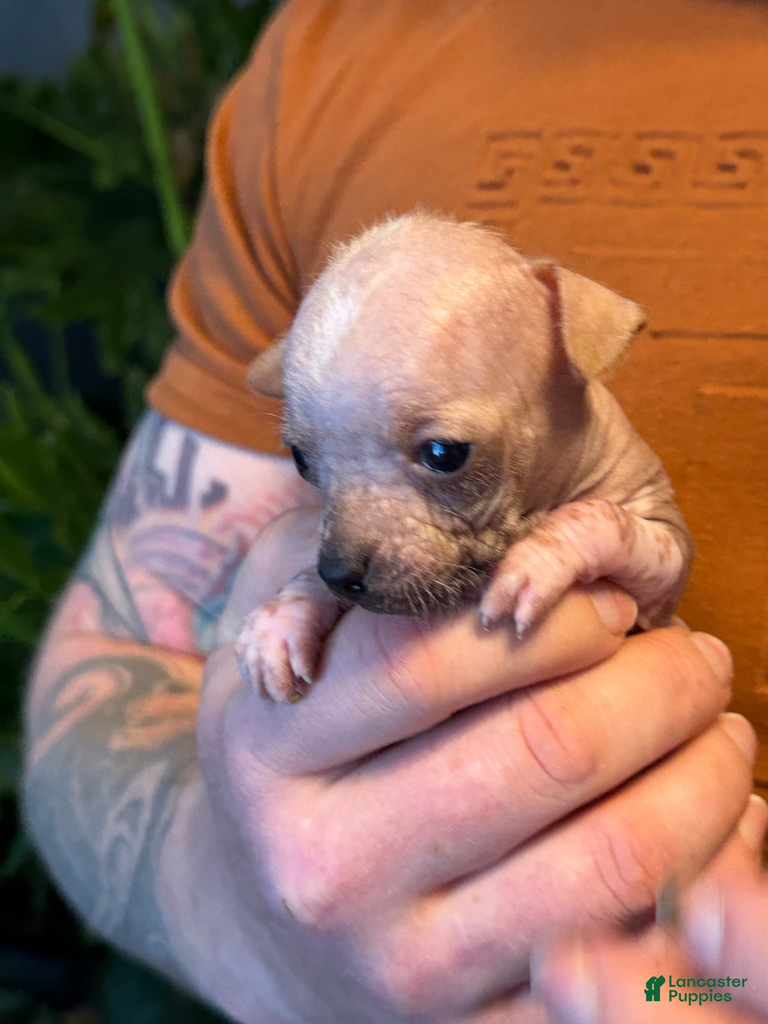 Mixed Breed dogs for sale: Princess  - Ad 8