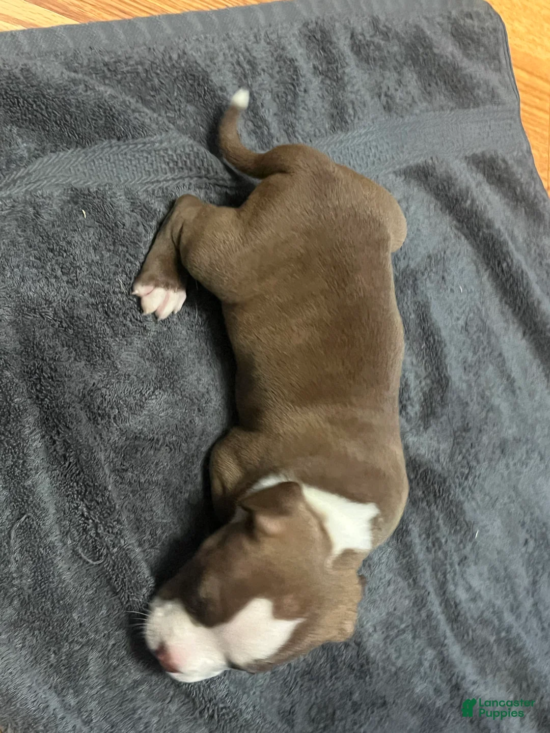 American Bully dogs for sale: American Bully Puppy 1 - Ad 2