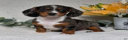 Miniature Dachshund dogs for sale: Pixie - Ad 3