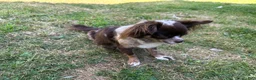 Chihuahua dogs for sale: Backpack - Ad 8