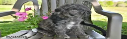 Goldendoodle dogs for sale: Murphy - Ad 3