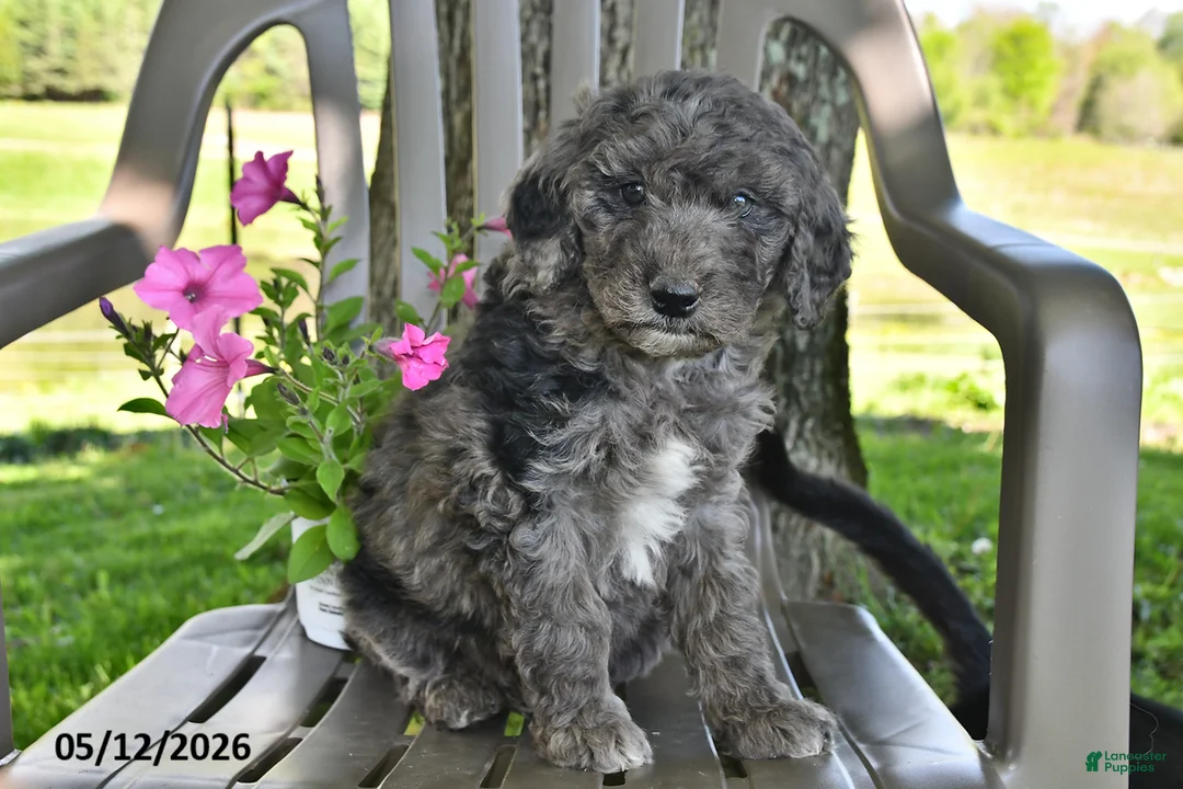 Goldendoodle dogs for sale: Murphy - Ad 3