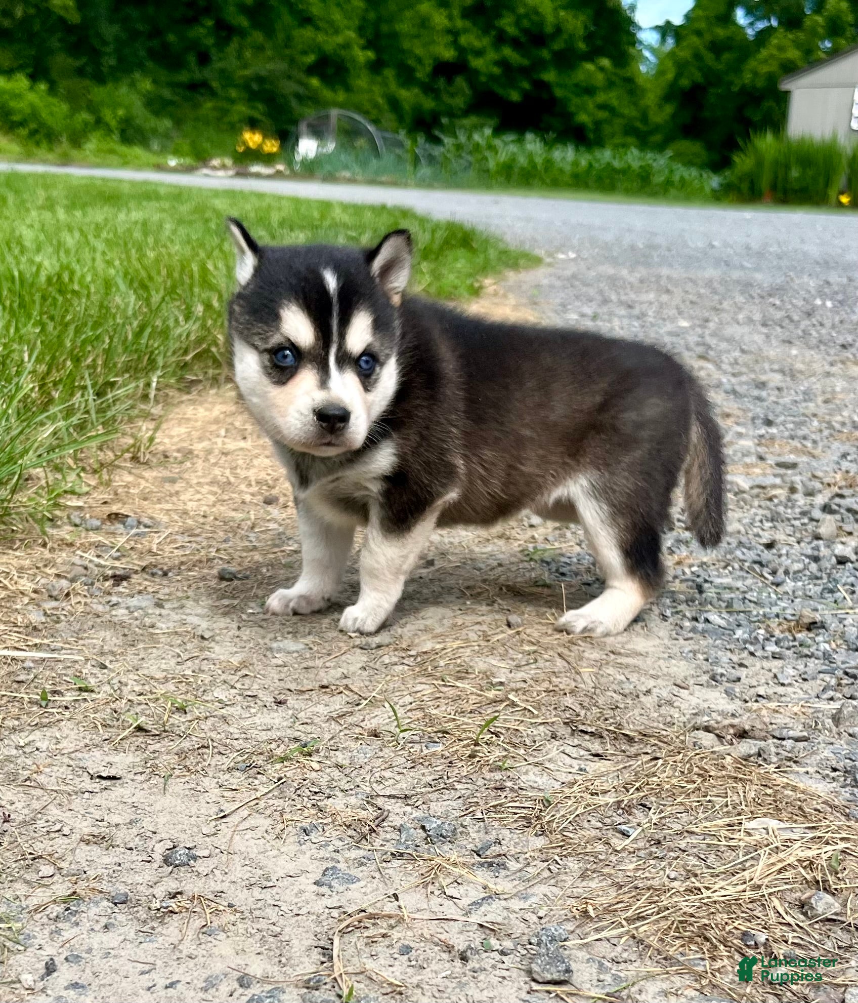 Alaskan Klee Kai dogs Luna🐾❤️ICA Registered❤️ - Ad 8
