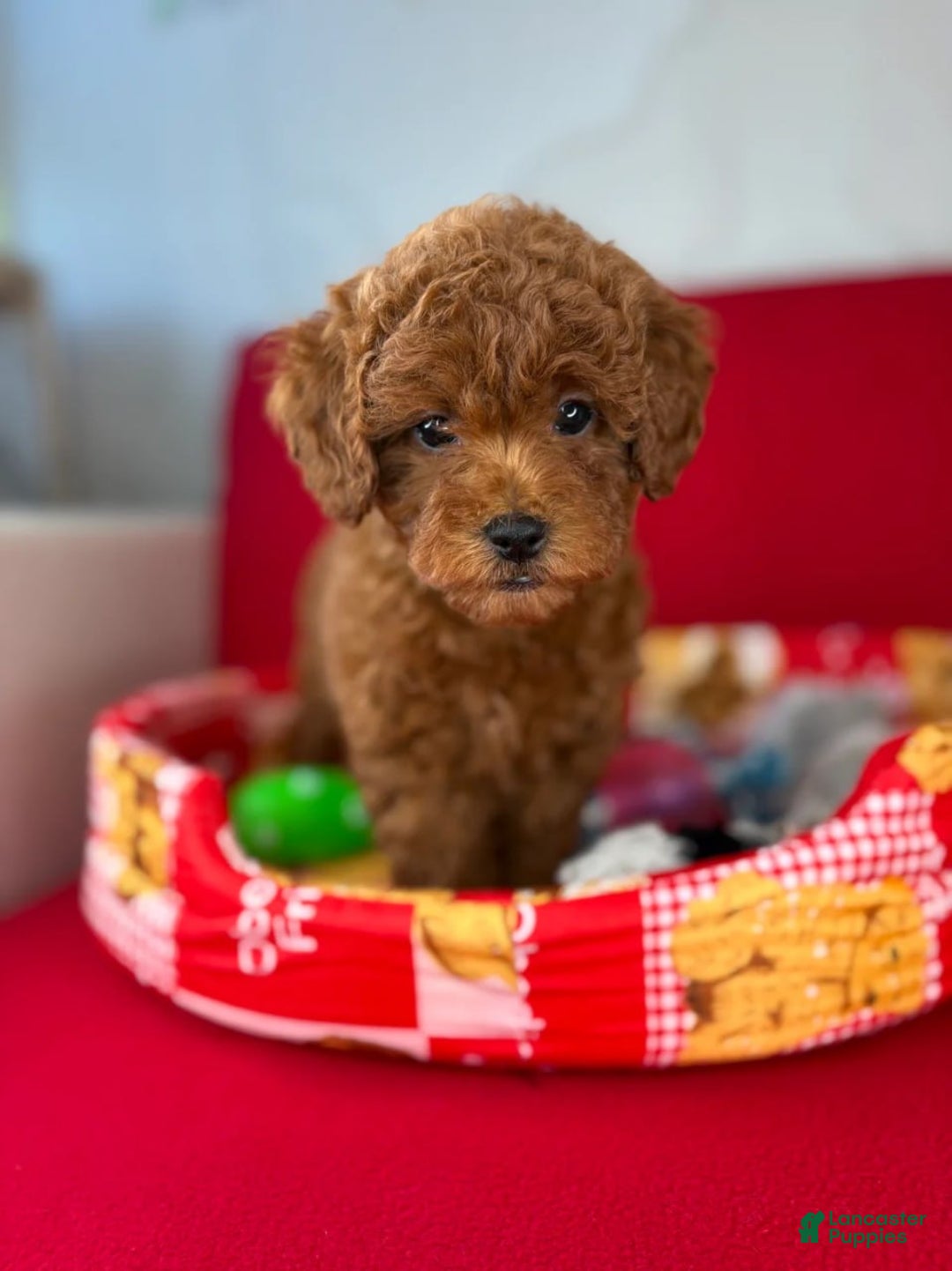 Toy Poodle dogs for sale: Dark Red Female Toy Poodle(Lucy) - Ad 1