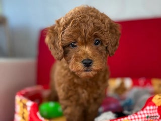 Toy Poodle dogs Dark Red Female Toy Poodle(Lucy) - Ad 17
