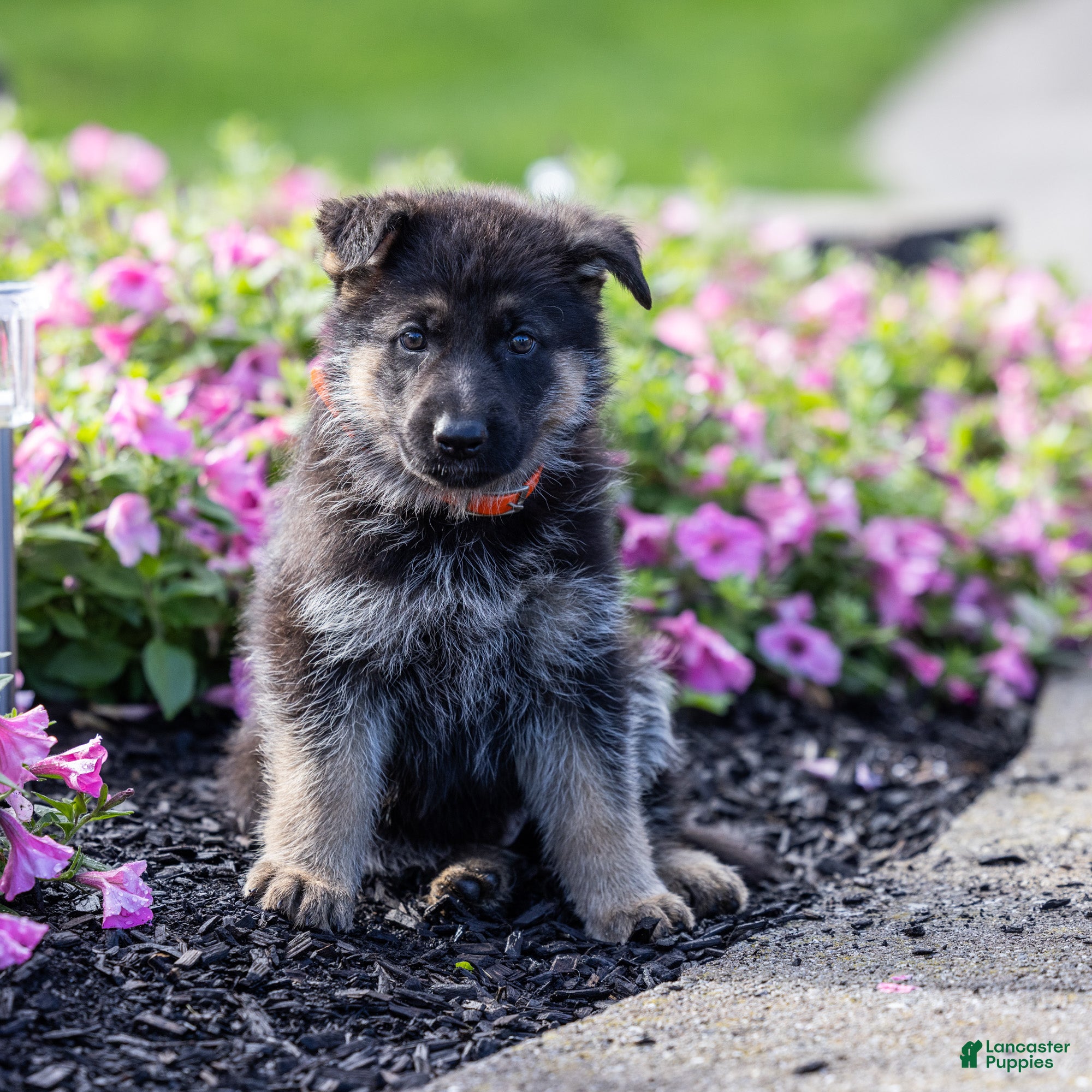 German Shepherd dogs Ollie - Ad 2