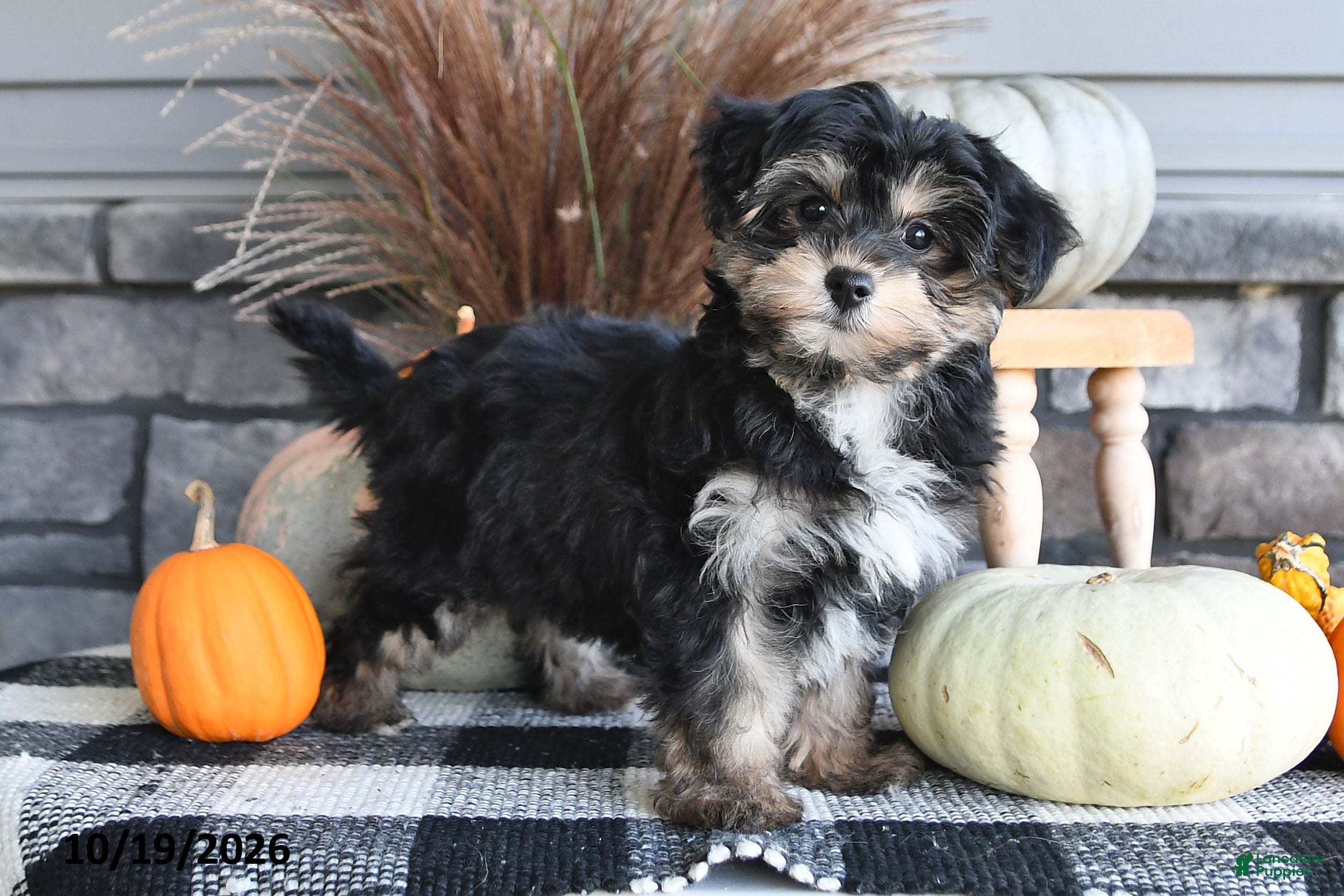 Yorkiepoo dogs Ashley - Ad 2