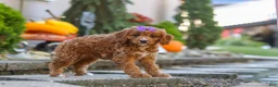 Cavapoo dogs for sale: Clover - Ad 9