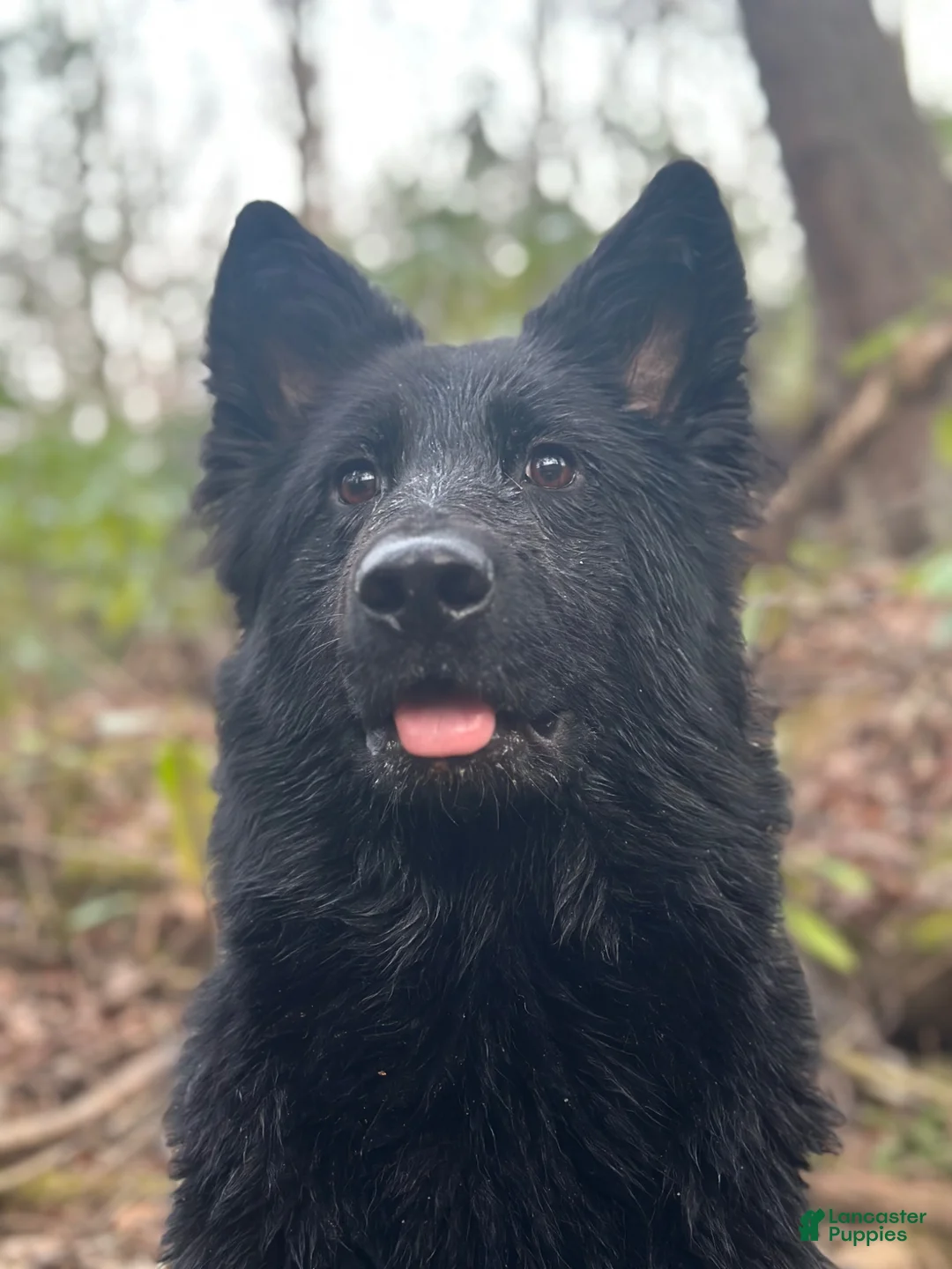 German Shepherd dogs for sale: German Shepherd 2 - Ad 5