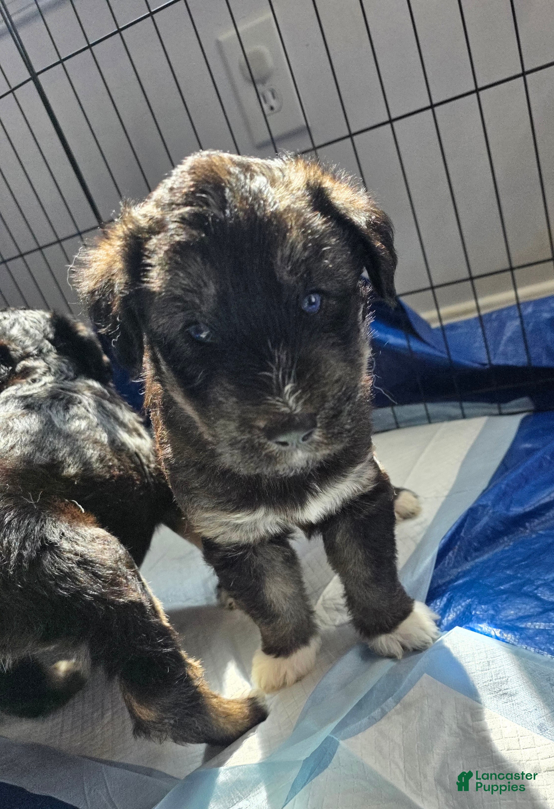 Huskipoo dogs Captain Hook - Ad 1