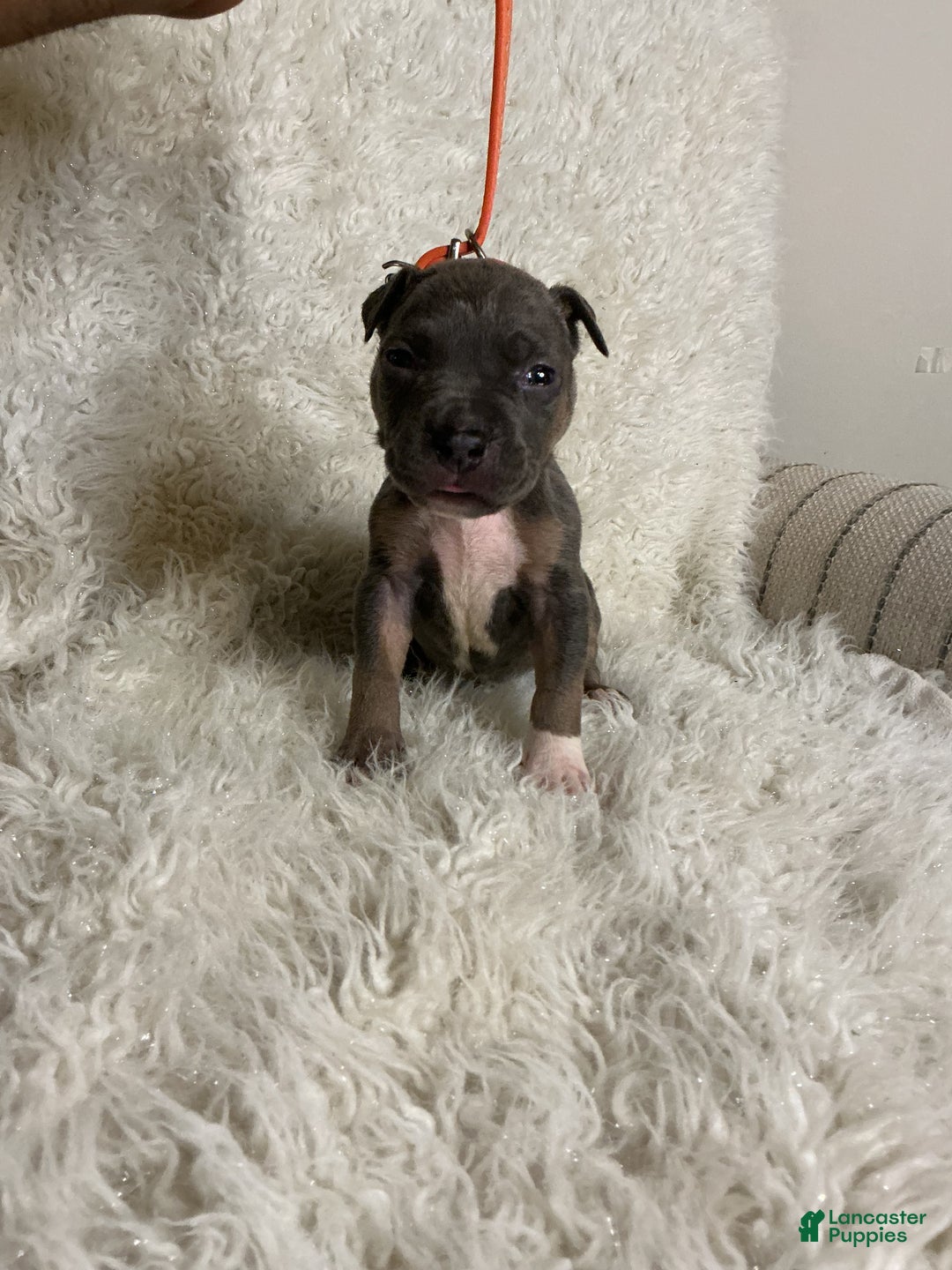 American Bully dogs for sale: Cookie Monster  - Ad 5