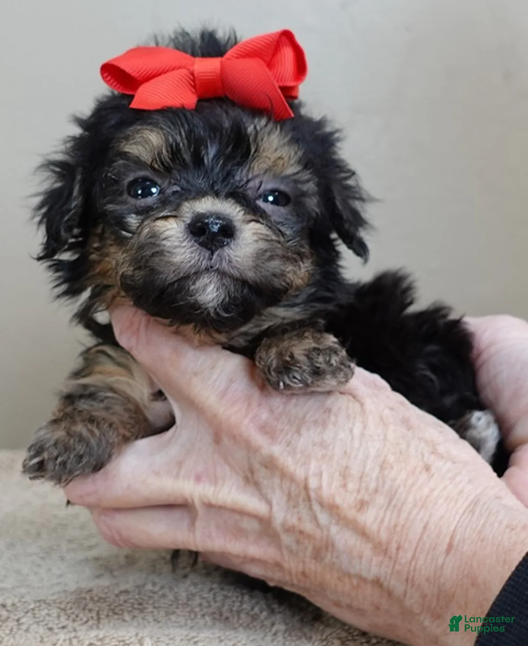 Maltipoo dogs for sale: Zircon - Ad 6