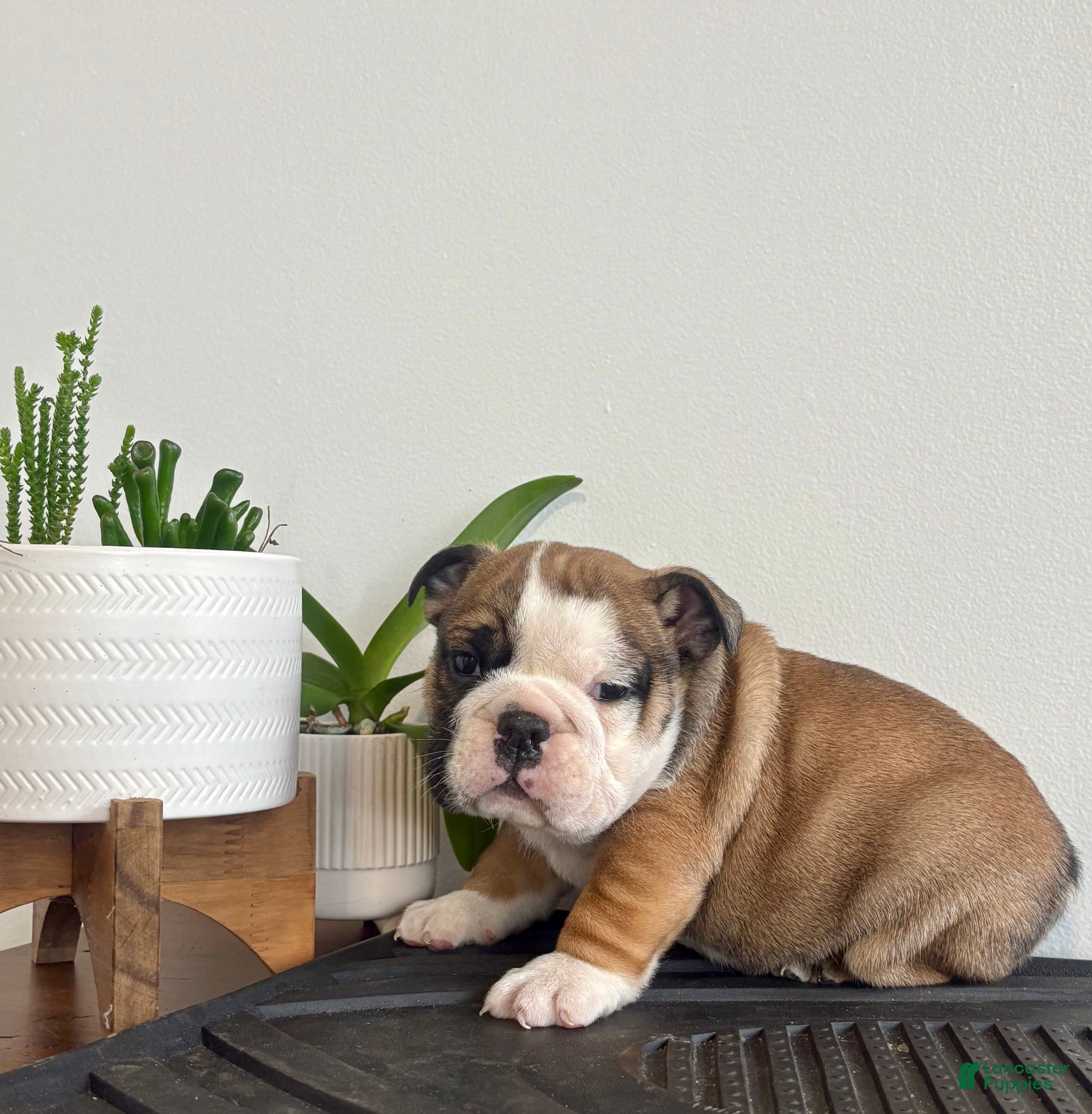 English Bulldog dogs Chester - Ad 29
