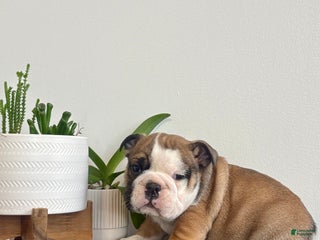English Bulldog dogs Chester - Ad 29
