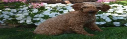 Toy Poodle dogs for sale: Cash  - Ad 8