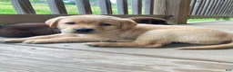 Labrador Retriever dogs for sale: Glory - Ad 1