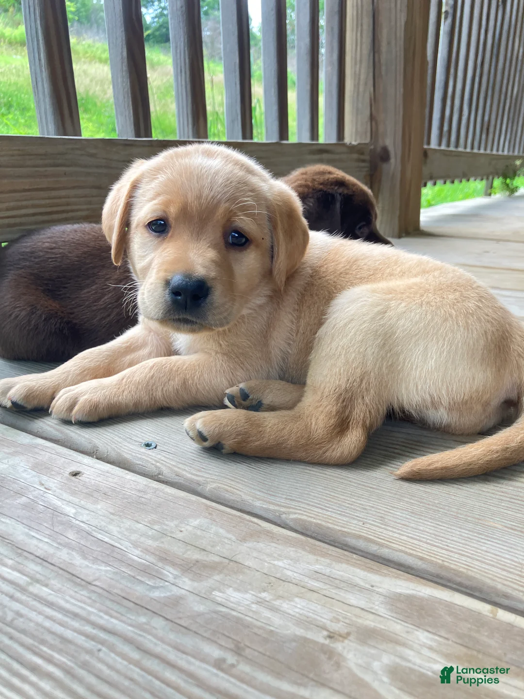 Labrador Retriever dogs for sale: Glory - Ad 1