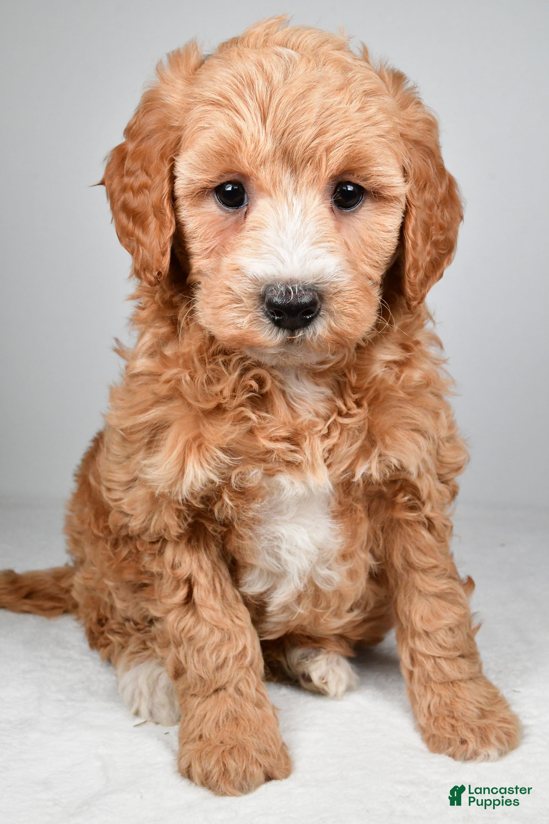 Mini Goldendoodle dogs for sale: Maria - Ad 1