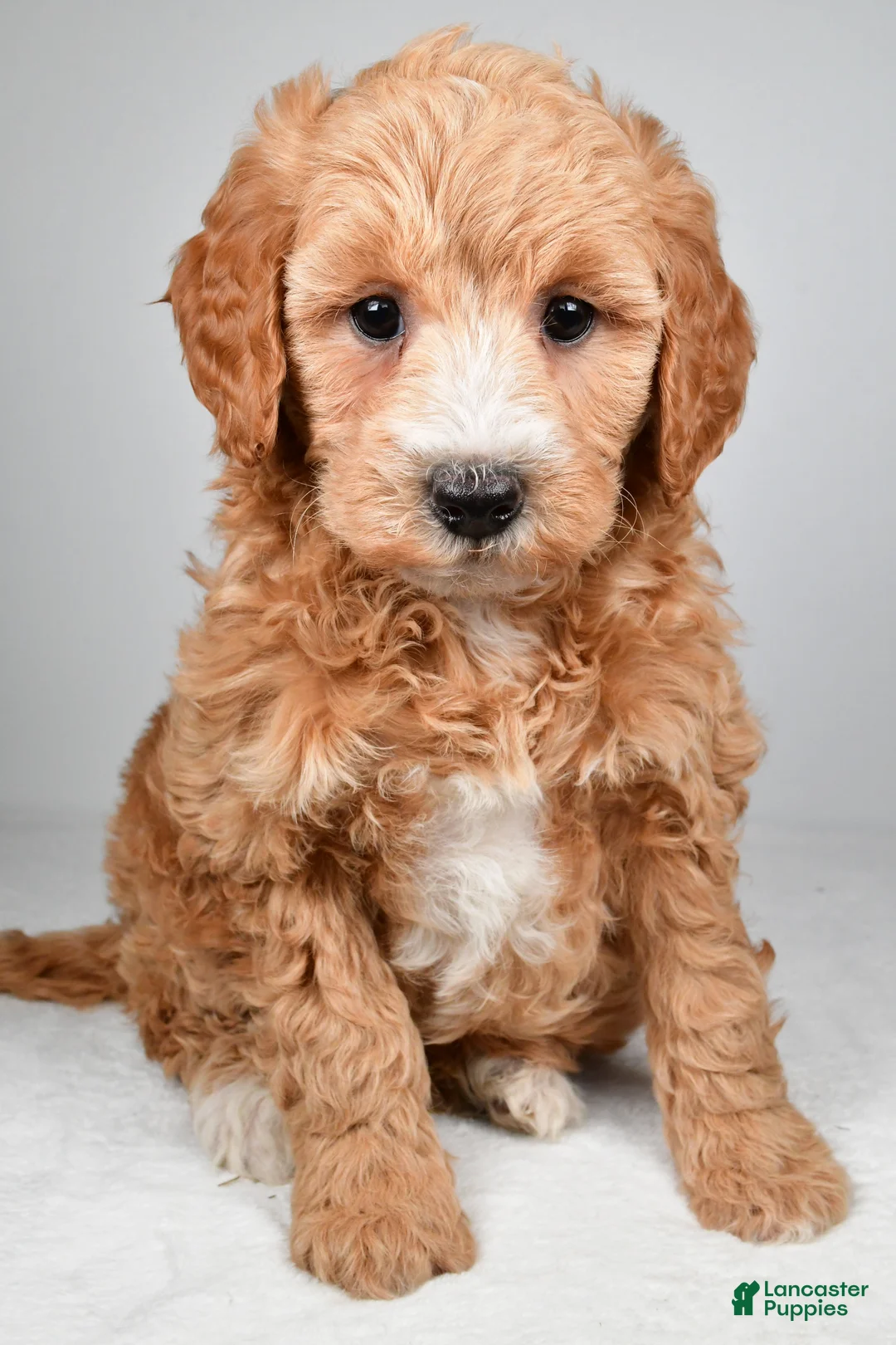 Mini Goldendoodle dogs for sale: Maria - Ad 1