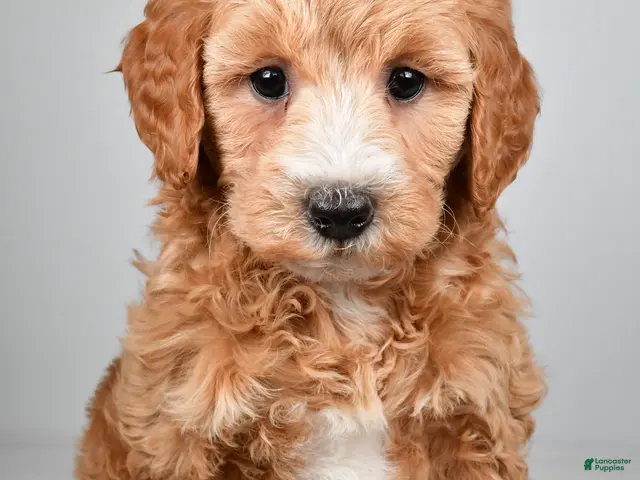 Mini Goldendoodle dogs for sale: Maria - Ad 1