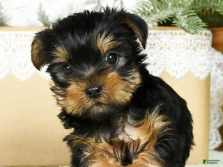 Yorkshire Terrier dogs - Ad 16