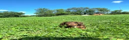 Dachshund dogs for sale: Bella - Ad 7