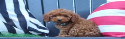 Miniature Poodle dogs for sale: Greyson - Ad 5