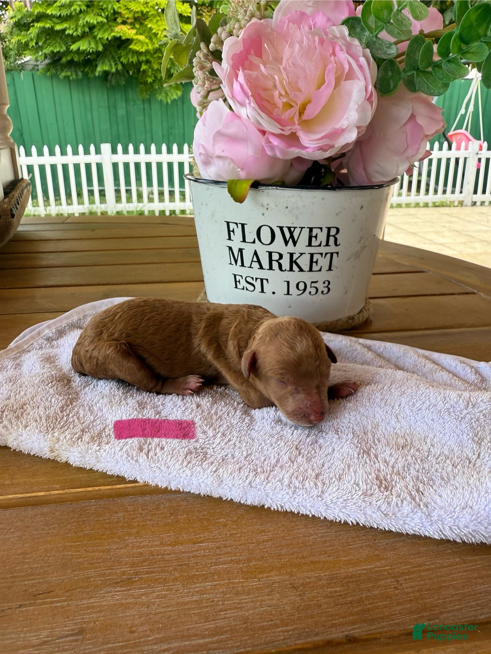 Goldendoodle dogs for sale: Willow - Ad 1