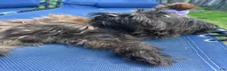 Yorkiepoo dogs for sale: Yorkiepoo Female Long Island NY❤️ - Ad 5