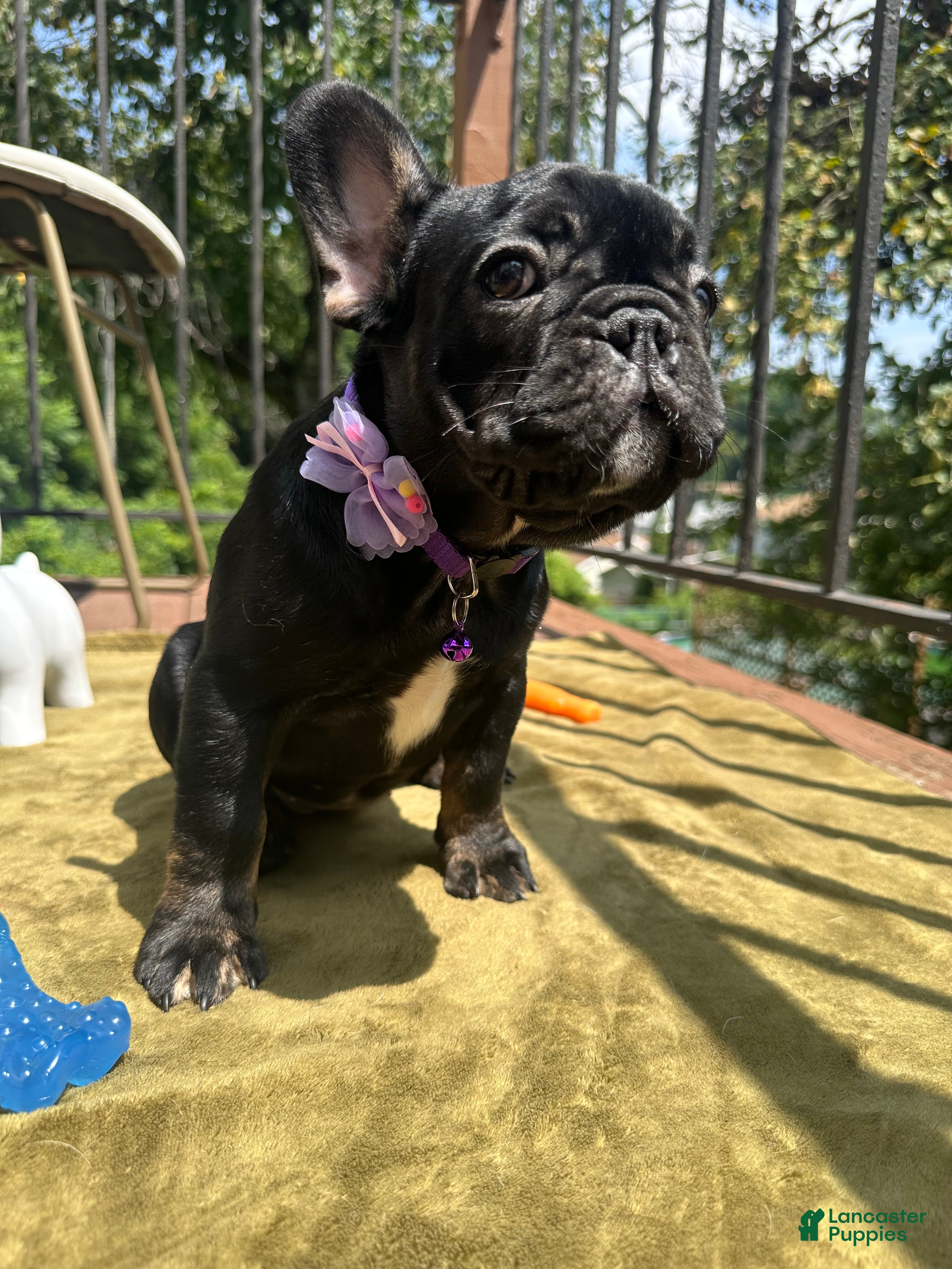 French Bulldog dogs Sesame - Ad 1